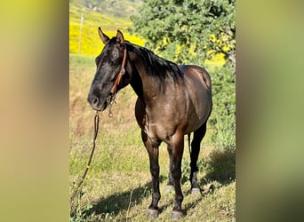 American Quarter Horse, Ruin, 12 Jaar, 150 cm, Grullo