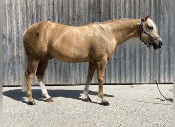 American Quarter Horse, Ruin, 12 Jaar, 150 cm, Palomino