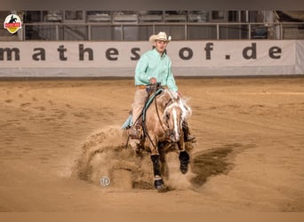 American Quarter Horse, Ruin, 12 Jaar, 150 cm, Palomino