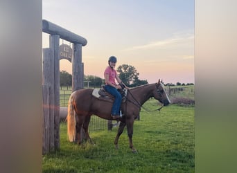 American Quarter Horse, Ruin, 12 Jaar, 150 cm, Palomino