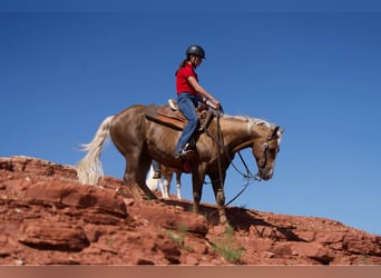 American Quarter Horse, Ruin, 12 Jaar, 150 cm, Palomino