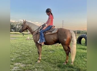 American Quarter Horse, Ruin, 12 Jaar, 150 cm, Palomino