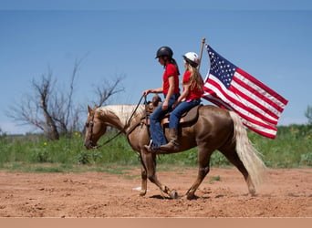 American Quarter Horse, Ruin, 12 Jaar, 150 cm, Palomino