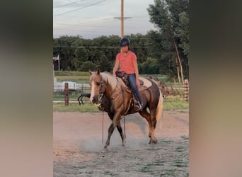 American Quarter Horse, Ruin, 12 Jaar, 150 cm, Palomino