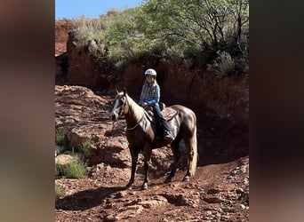 American Quarter Horse, Ruin, 12 Jaar, 150 cm, Palomino