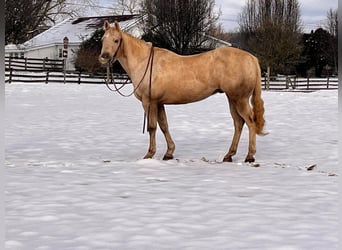 American Quarter Horse, Ruin, 12 Jaar, 150 cm, Palomino