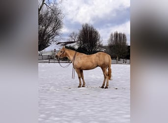 American Quarter Horse, Ruin, 12 Jaar, 150 cm, Palomino