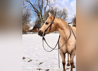 American Quarter Horse, Ruin, 12 Jaar, 150 cm, Palomino