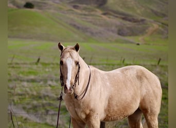American Quarter Horse, Ruin, 12 Jaar, 150 cm, Palomino