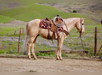 American Quarter Horse, Ruin, 12 Jaar, 150 cm, Palomino
