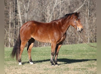 American Quarter Horse, Ruin, 12 Jaar, 150 cm, Roan-Bay