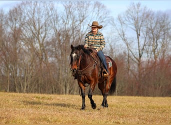 American Quarter Horse, Ruin, 12 Jaar, 150 cm, Roan-Bay