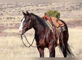 American Quarter Horse, Ruin, 12 Jaar, 150 cm, Roodbruin