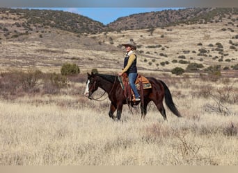 American Quarter Horse, Ruin, 12 Jaar, 150 cm, Roodbruin