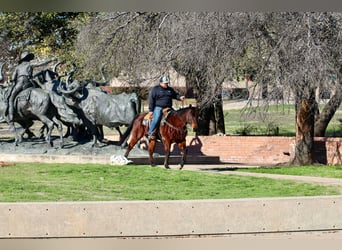 American Quarter Horse, Ruin, 12 Jaar, 150 cm, Roodbruin