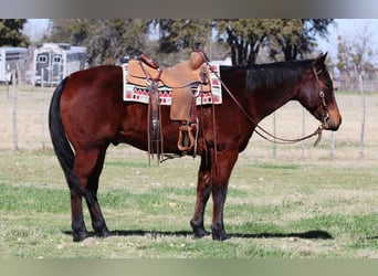 American Quarter Horse, Ruin, 12 Jaar, 150 cm, Roodbruin