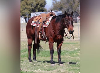 American Quarter Horse, Ruin, 12 Jaar, 150 cm, Roodbruin