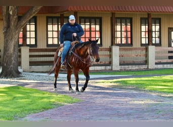 American Quarter Horse, Ruin, 12 Jaar, 150 cm, Roodbruin