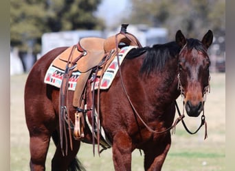 American Quarter Horse, Ruin, 12 Jaar, 150 cm, Roodbruin