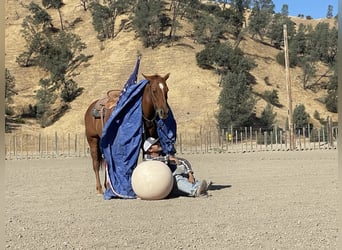 American Quarter Horse, Ruin, 12 Jaar, 150 cm, Roodvos