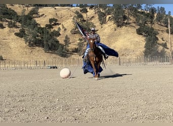 American Quarter Horse, Ruin, 12 Jaar, 150 cm, Roodvos