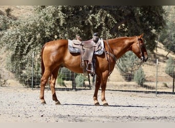 American Quarter Horse, Ruin, 12 Jaar, 150 cm, Roodvos