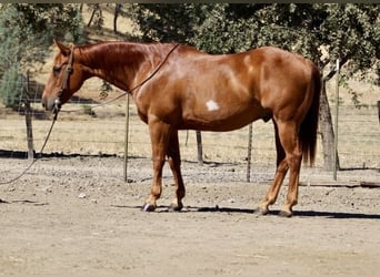 American Quarter Horse, Ruin, 12 Jaar, 150 cm, Roodvos