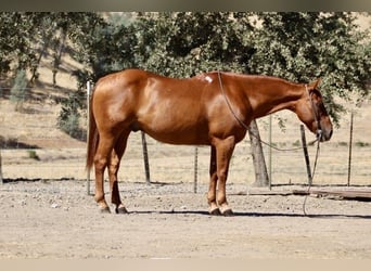 American Quarter Horse, Ruin, 12 Jaar, 150 cm, Roodvos