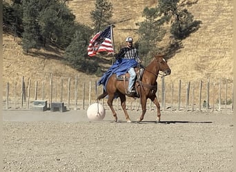 American Quarter Horse, Ruin, 12 Jaar, 150 cm, Roodvos