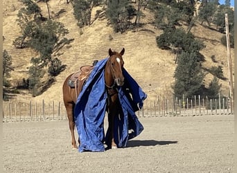 American Quarter Horse, Ruin, 12 Jaar, 150 cm, Roodvos