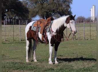 American Quarter Horse, Ruin, 12 Jaar, 150 cm, Tobiano-alle-kleuren