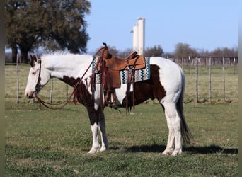 American Quarter Horse, Ruin, 12 Jaar, 150 cm, Tobiano-alle-kleuren