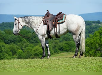 American Quarter Horse, Ruin, 12 Jaar, 152 cm, Appelschimmel