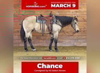 American Quarter Horse, Ruin, 12 Jaar, 152 cm, Buckskin