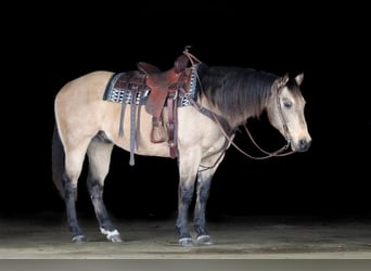 American Quarter Horse, Ruin, 12 Jaar, 152 cm, Buckskin