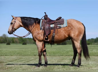 American Quarter Horse, Ruin, 12 Jaar, 152 cm, Buckskin