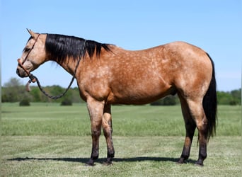 American Quarter Horse, Ruin, 12 Jaar, 152 cm, Buckskin