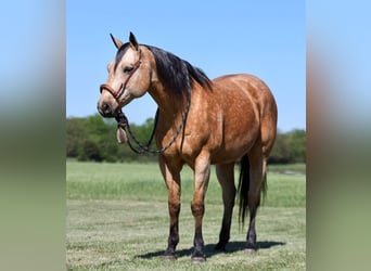 American Quarter Horse, Ruin, 12 Jaar, 152 cm, Buckskin