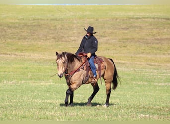 American Quarter Horse, Ruin, 12 Jaar, 152 cm, Buckskin