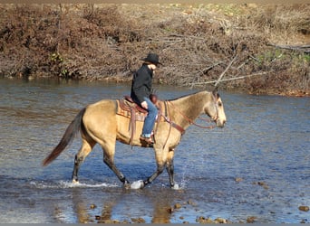 American Quarter Horse, Ruin, 12 Jaar, 152 cm, Buckskin