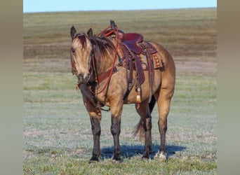 American Quarter Horse, Ruin, 12 Jaar, 152 cm, Buckskin