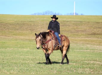 American Quarter Horse, Ruin, 12 Jaar, 152 cm, Buckskin