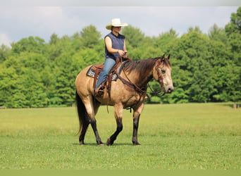 American Quarter Horse, Ruin, 12 Jaar, 152 cm, Buckskin