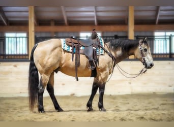 American Quarter Horse, Ruin, 12 Jaar, 152 cm, Buckskin