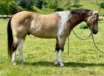 American Quarter Horse, Ruin, 12 Jaar, 152 cm, Buckskin