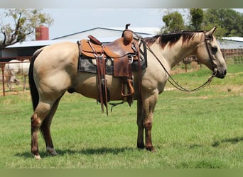 American Quarter Horse, Ruin, 12 Jaar, 152 cm, Buckskin