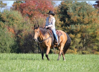 American Quarter Horse, Ruin, 12 Jaar, 152 cm, Buckskin