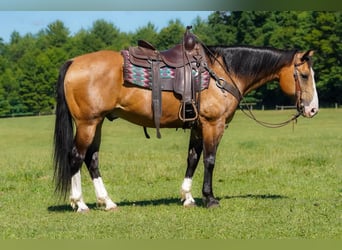 American Quarter Horse, Ruin, 12 Jaar, 152 cm, Buckskin