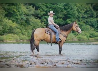 American Quarter Horse, Ruin, 12 Jaar, 152 cm, Buckskin