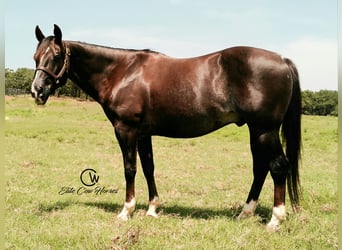 American Quarter Horse, Ruin, 12 Jaar, 152 cm, Donkere-vos